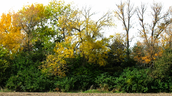 Fall windbreak