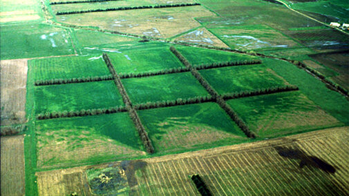 Aerial view of original burr oak provinance
