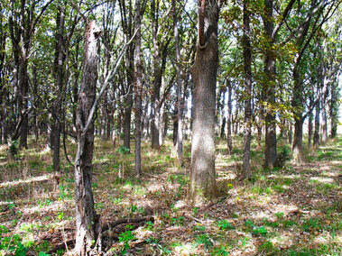 2016 fall burr oak trial