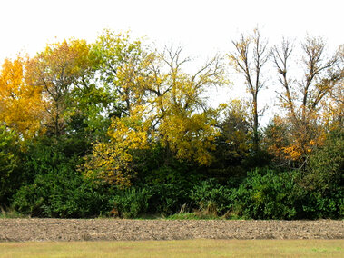 Tall green ash and mid-sized eastern red cedar, with a dense Amur honeysuckle shrub layer in the foreground